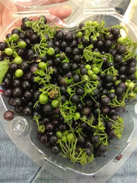 Foraging Black Nightshade -- Solanum Nigrum and How to Identify It ...