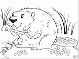 Beaver coloring page  Free Printable Coloring Pages sketch template
