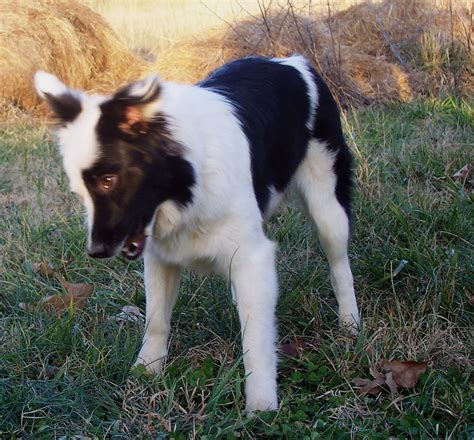 Miniature Border Collies - Politics and Culture - BC Boards