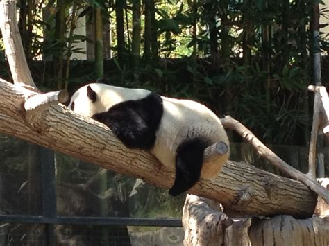 The San Diego Zoo, Panda is having a Lazy Day! | Panda bear, San diego zoo, Panda