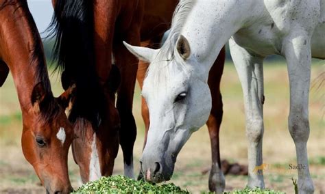 Plan a Healthy Diet for Your Horse | Horse Saddle Shop