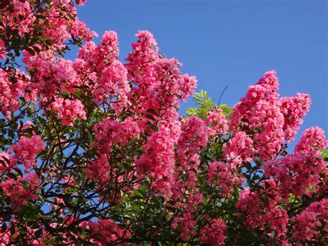 Uma flor por dia: Resedá