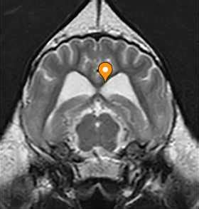 Splenium of corpus callosum - vet-Anatomy - IMAIOS