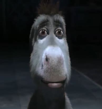 Staring Donkey (Original) | Staring Donkey | Know Your Meme