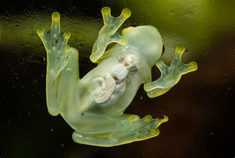 Glass Frogs 101: Transparent Wonders of the Rainforest