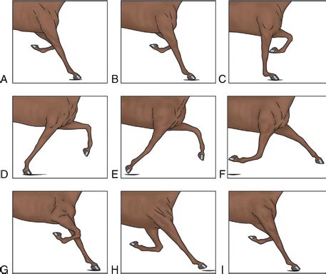 The biomechanics of equine locomotion | Veterian Key