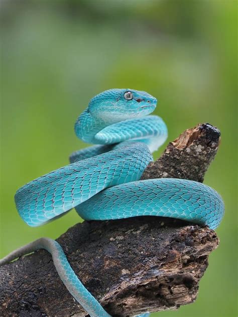 Blue Viper Snake on a Branch, Viper, Blue Insularis, Trimeresurus Insularis Stock Image - Image ...