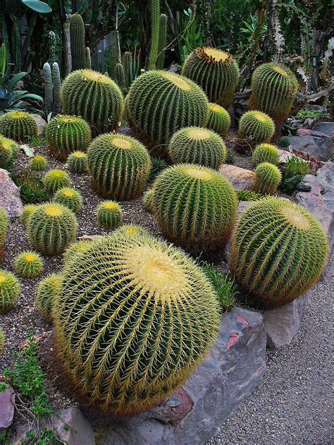 Echinocactus grusonii, Cactaceae, Golden Barrel Cactus, Golden Ball ... | Cactus plants ...