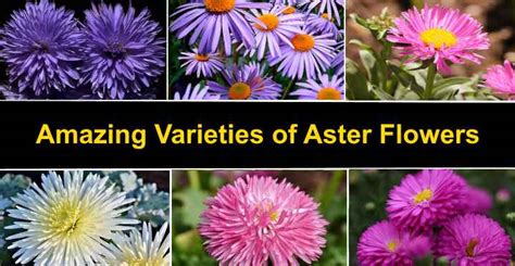 Types of Aster Flowers: Varieties of Aster Plant (With Pictures)