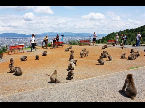 Arashiyama Monkey Park: Visit a Unique Spot on Your Tour of Kyoto | Goin’ Japanesque!