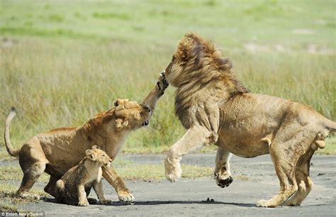 TwinkleDreams: Mother Lioness