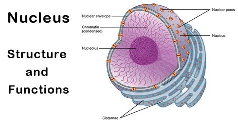 View 18 Nucleus Diagram Biology - Unforgiven Wallpaper