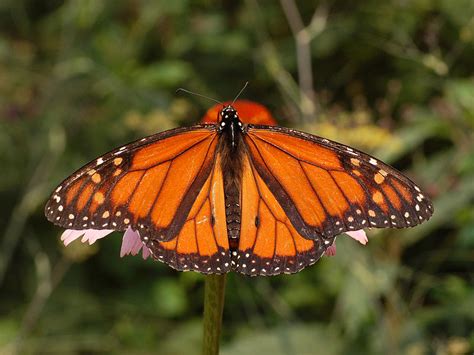 Monarch butterflies in Kansas - Kansapedia - Kansas Historical Society