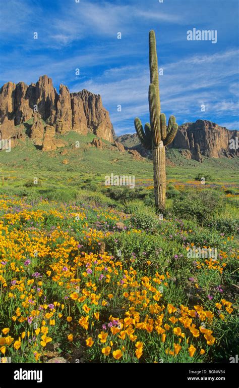 Arizona Desert Spring Flowers - Flowering Desert Spring Flowers In The ...