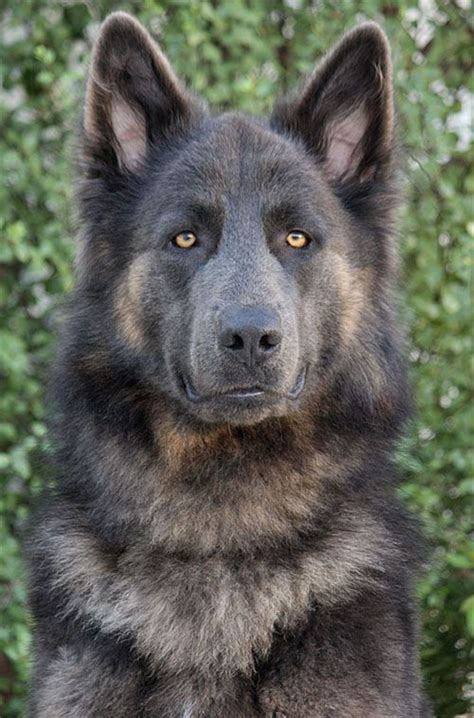 Awesome German Shepherd dog | German shepherd dogs, Shepherd puppies ...