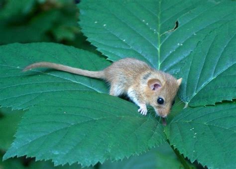 Dormouse - Hazel Dormouse Information for Kids