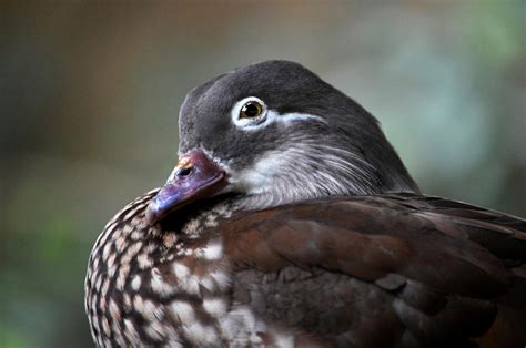 Female Mandarin Duck Photograph by Laurie Minor - Fine Art America