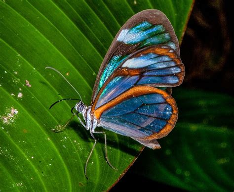 Ithomiidae Chiapas Glasswing Butterfly