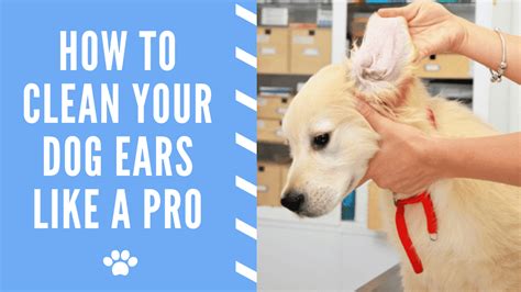 How To Clean Your Dog Ears Like a Pro - Dog Ear Wax Removal - Bark To Paws