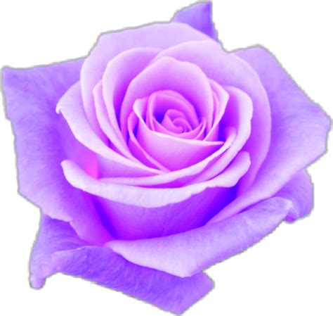 Download Aesthetic Transparent Purple Roses Png Aesthetic Transparent ...