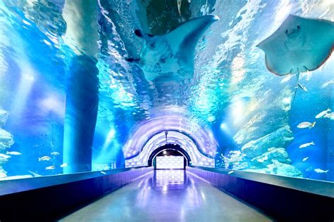 都内近郊の水族館・動物園が営業再開へ！アクアパークに八景島も | TOKYO HEADLINE