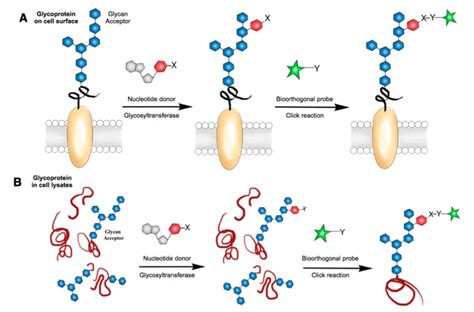 Techniques to Analyze Glycoprotein Sugar Chain Structure in Glycomics - Creative Proteomics Blog