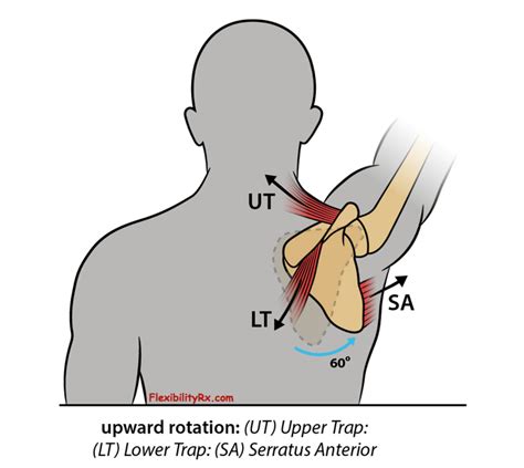 Shoulder Mobility and Scapular Stability | FlexibilityRx - Performance ...