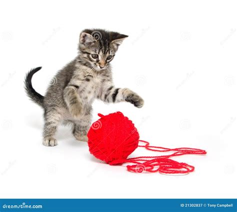 Cute Tabby Kitten Playing with Yarn Stock Image - Image of cute, kitten: 21302837