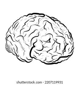 Line Art Human Brain Vector Drawing Stock Vector (Royalty Free ...