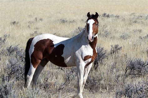 Royalty-Free photo: White and brown horse | PickPik