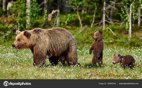 Grizzly Bear Cubs Playing