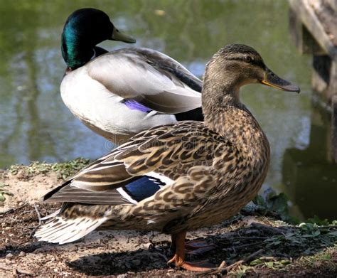 Ducks and Drakes stock image. Image of waddle, birds - 216542327