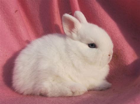 Netherland Dwarf Rabbits for sale | Pets4Homes | Dwarf bunnies, Dwarf rabbit, Netherland dwarf bunny