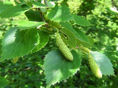 Silver Birch, Betula pendula