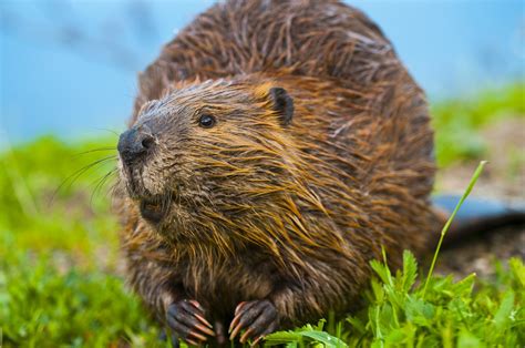 Animal Symbolism: Beaver on Whats-Your-Sign.com