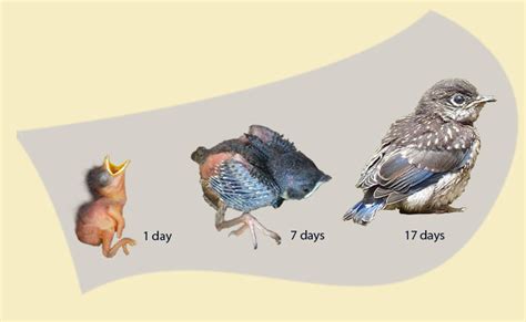 Growth Stages of Nestling Bluebirds - Avian Report