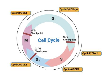 Interpreting a Diagram of Cyclin-CDK Interactions Practice | Biology ...