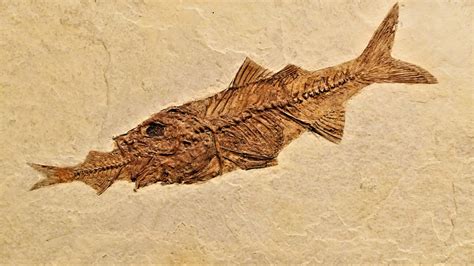 Fish Fossil Perch - Free photo on Pixabay