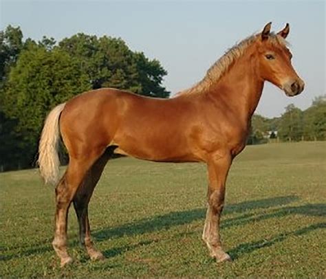 Morgan Horse Breed Information | Care, Costs | UKPets