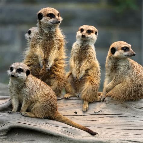 Meerkat Family — Stock Photo © fouroaks #2322662