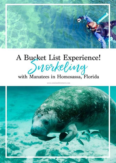 Snorkeling with the Manatees in Homosassa, Florida » at Home on Hudson | Snorkeling, Manatee ...