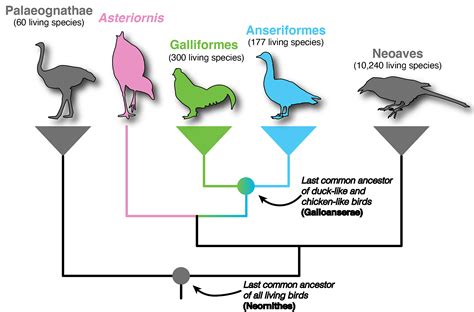 How we found the world's oldest modern bird skull | Ecology & Evolution Community