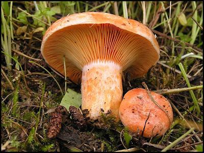 Australian Fungi - A Blog: #15 Lactarius deliciosus