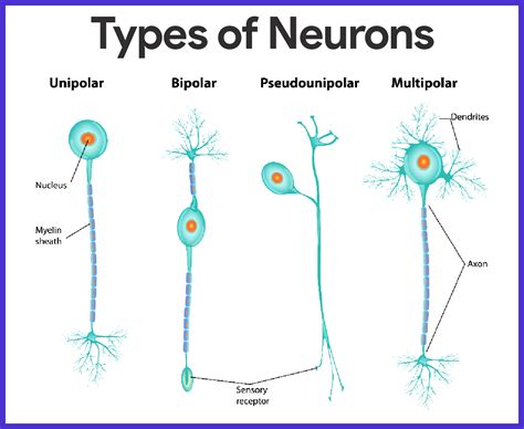 Nervous System Anatomy and Physiology | Nervous system anatomy, Human ...