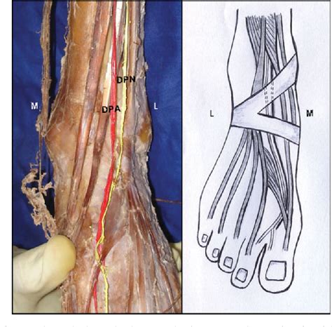 Deep Peroneal Nerve Anatomy