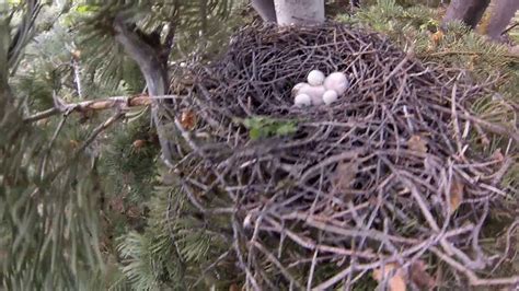 Utah Sharp-shinned Hawk Nest - YouTube