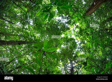 Looking up at rainforest canopy, Osa Peninsula, Costa Rica Stock Photo: 156415913 - Alamy