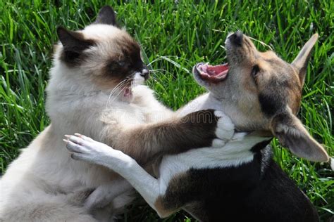 Why Do Cats Fight Dogs