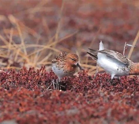 Spoon-billed Sandpiper: Foraging | Bird Academy • The Cornell Lab