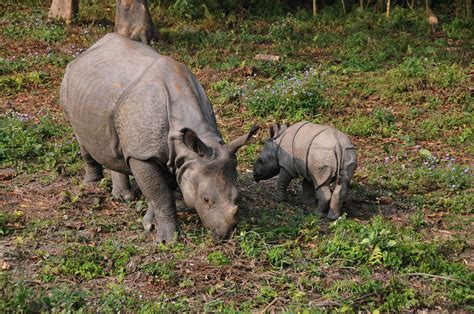 A Nepal Safari: in Pictures